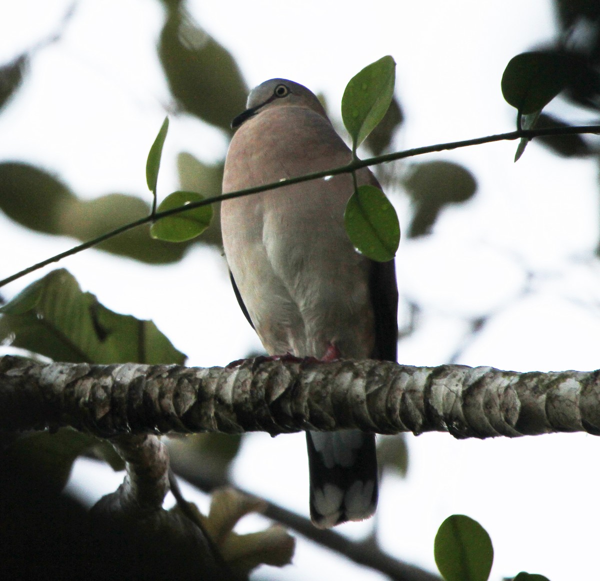holub šedohlavý (ssp. plumbeiceps/notia) - ML26378501