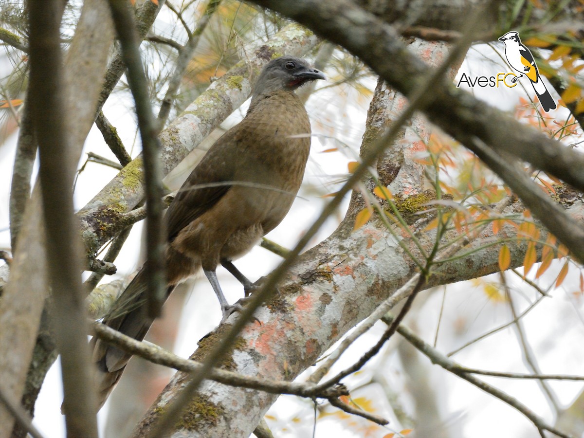 Plain Chachalaca - ML26378741