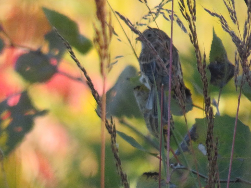 Field Sparrow - Bart Williams