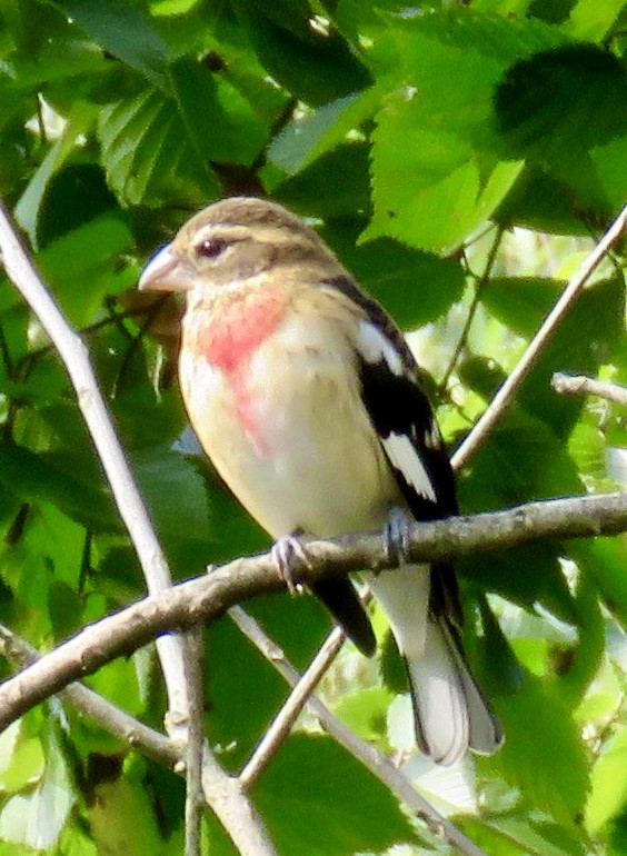 Rose-breasted Grosbeak - Jean Spaans
