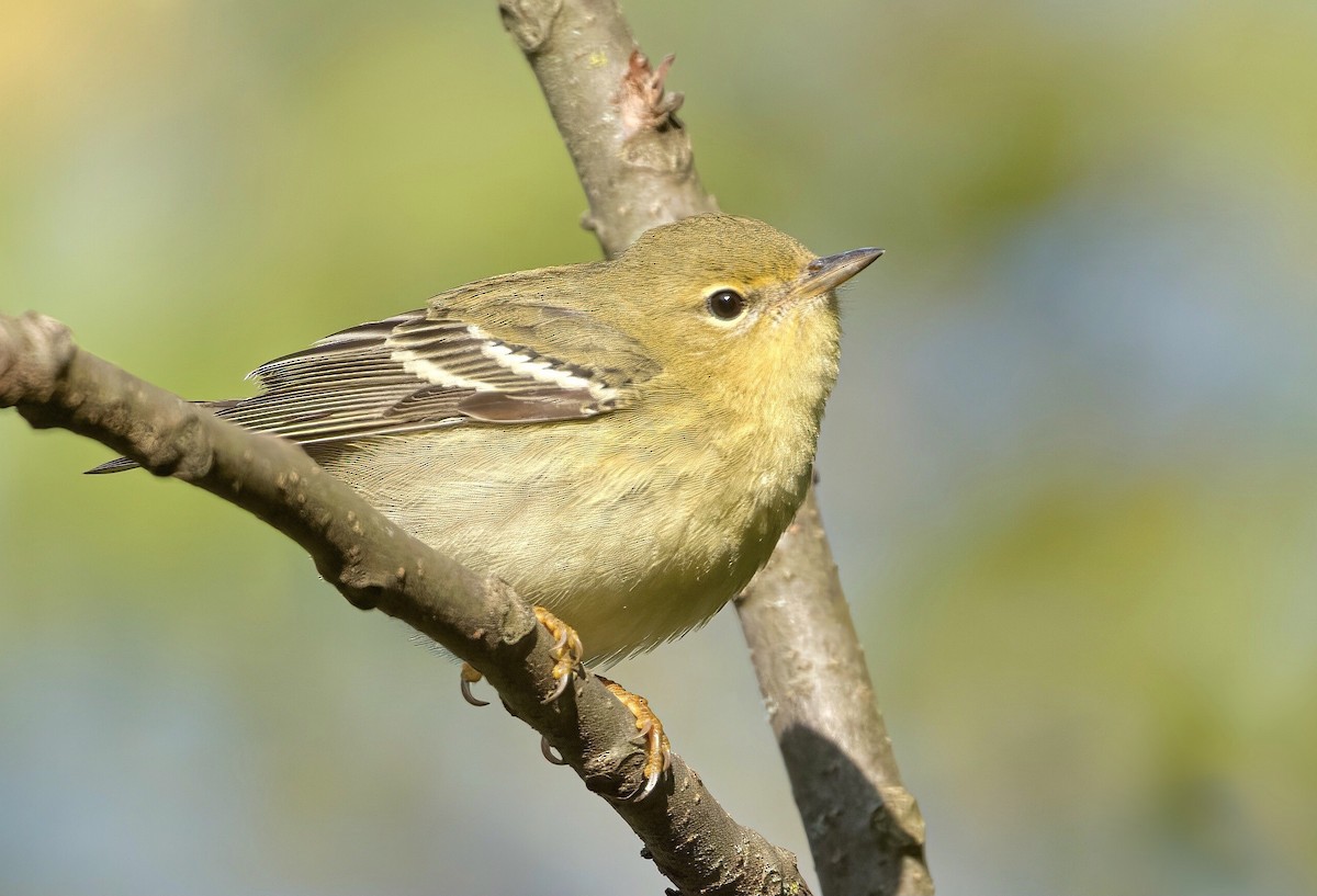 Blackpoll Warbler - Austin Langdon