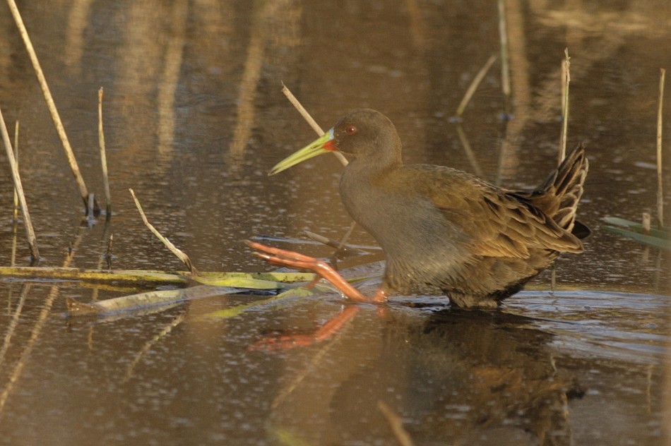 Plumbeous Rail - ML263789841