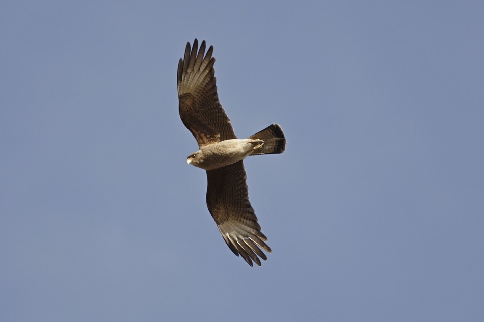 Chimango Caracara - ML263790191