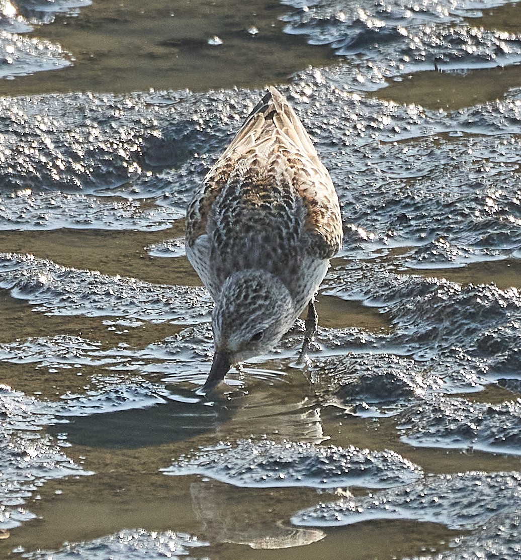 Western Sandpiper - ML263790481