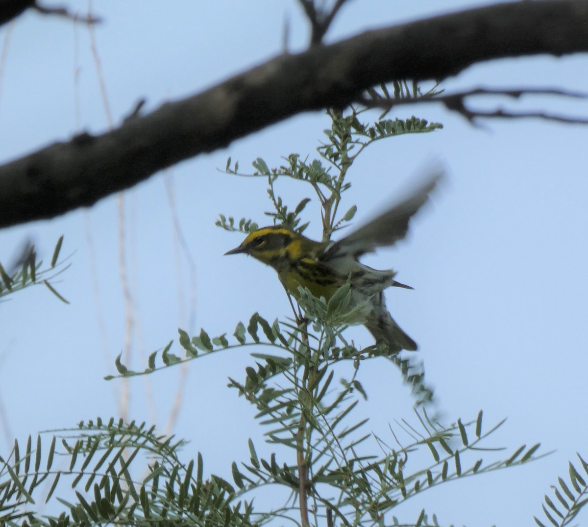 Townsend's Warbler - ML263790661