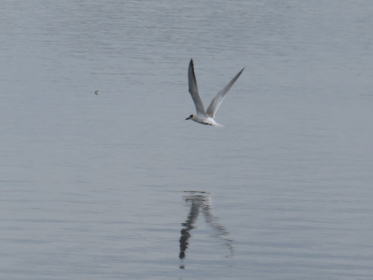 Forster's Tern - Asher  Warkentin