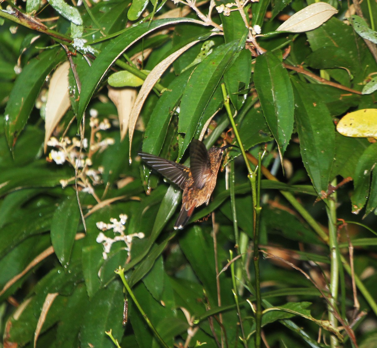 kolibřík bronzový - ML26379351
