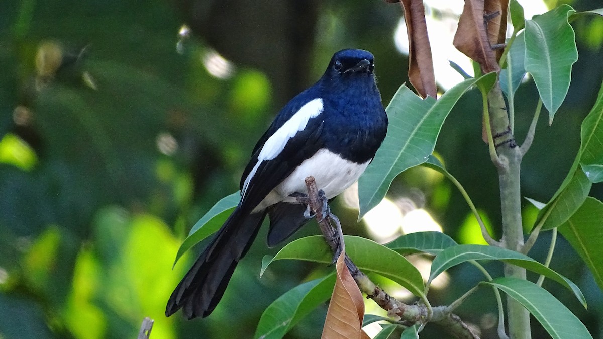 Philippine Magpie-Robin - Kim Cancino