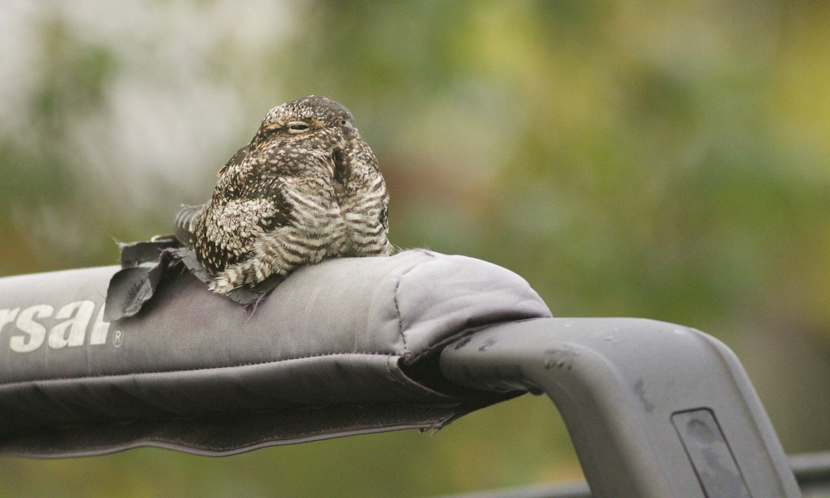 Common Nighthawk - Zach Millen