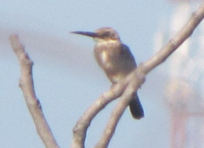 Pale-headed Jacamar - ML263796181