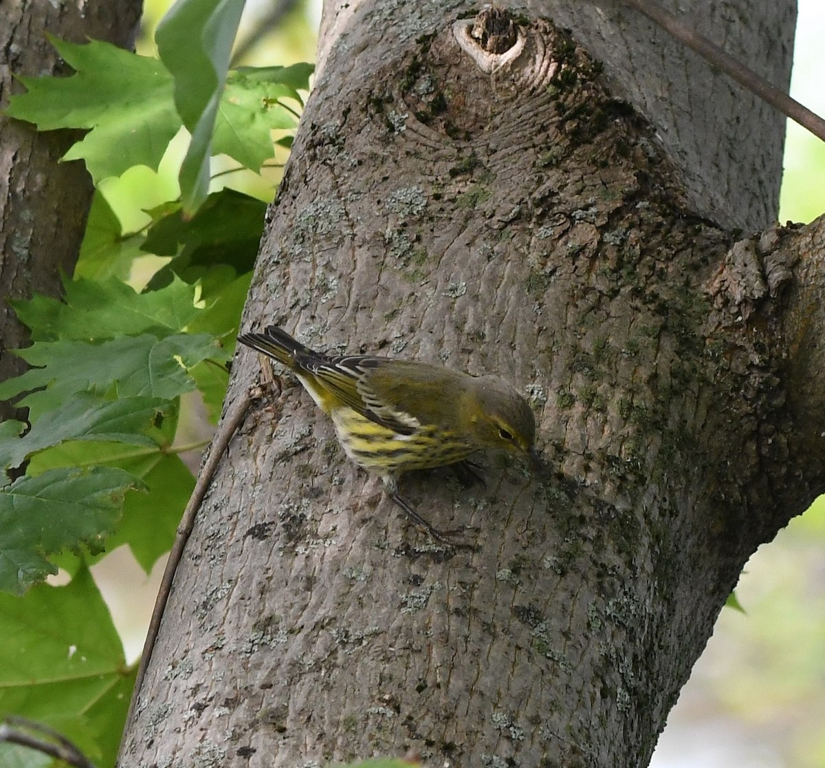 Cape May Warbler - ML263796231