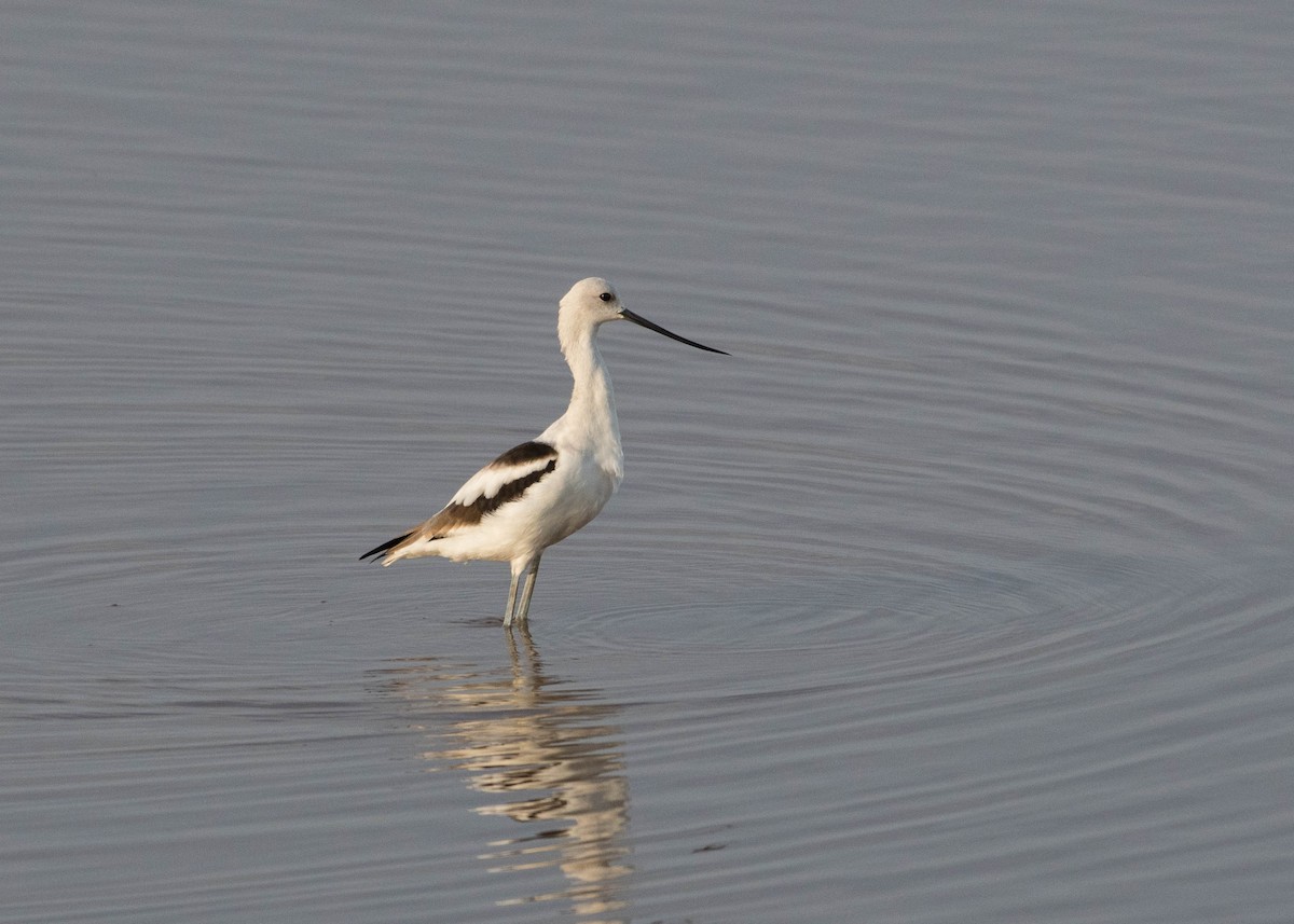 American Avocet - Joanne Dial