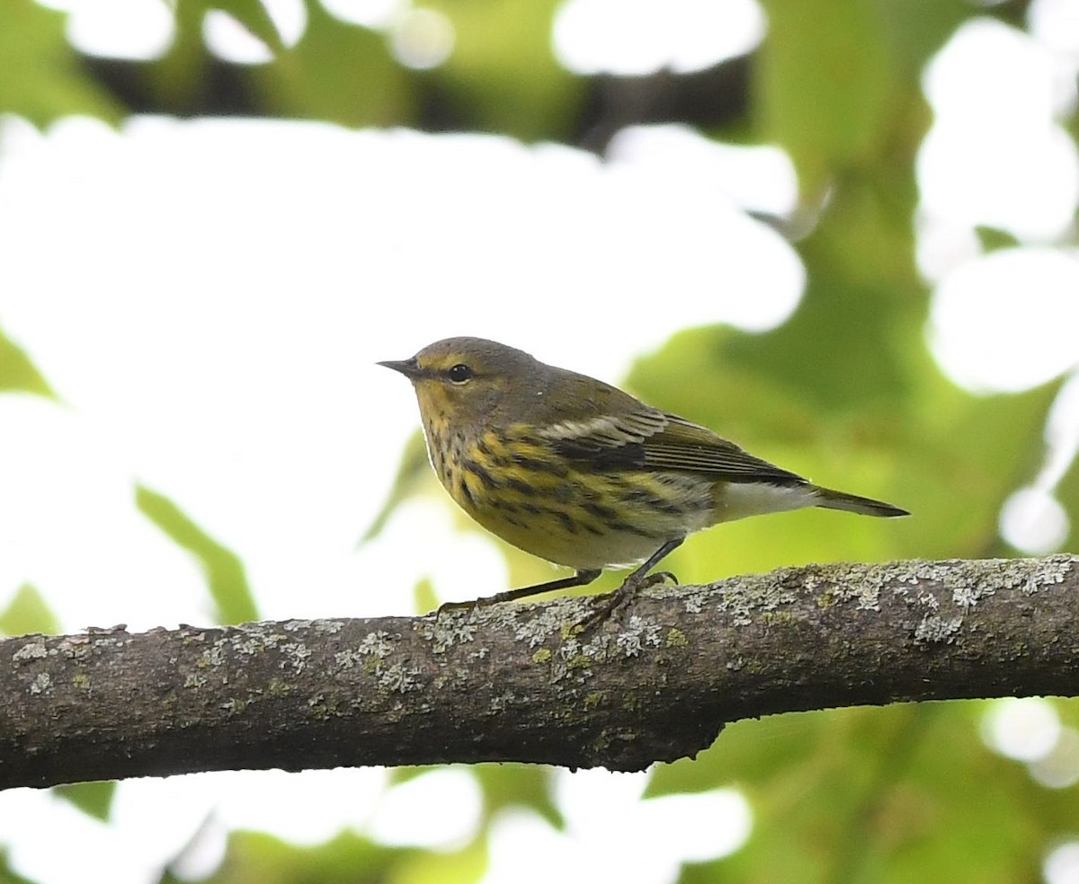 Cape May Warbler - ML263796441