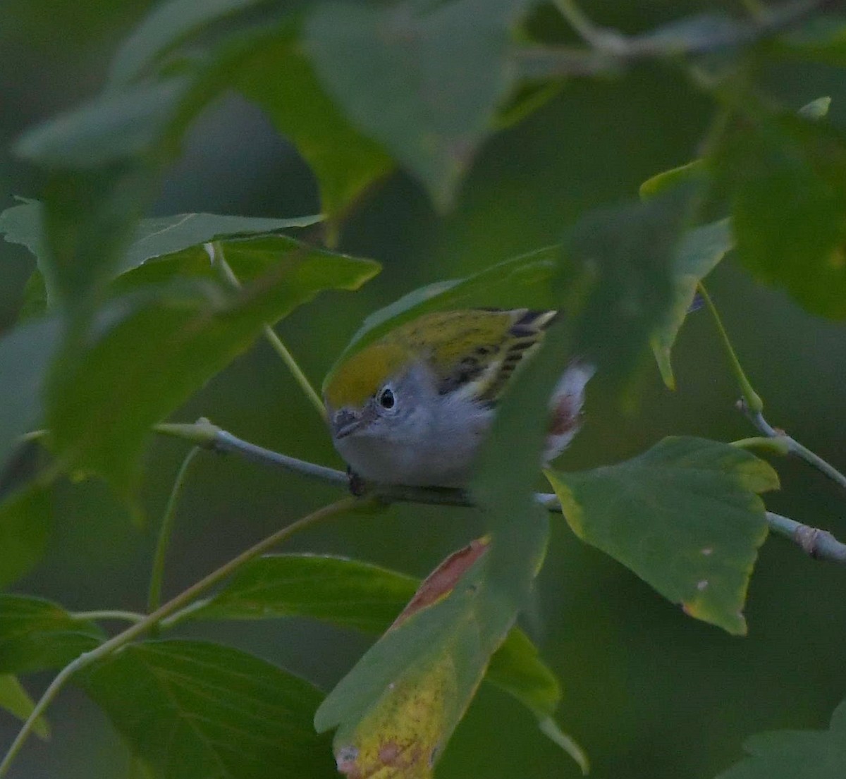 Chestnut-sided Warbler - ML263796781