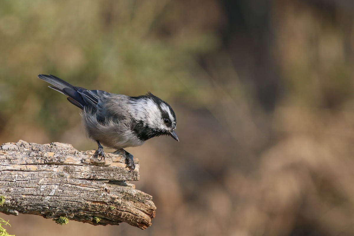 Mountain Chickadee - ML263799201