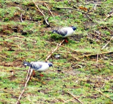 Snow Pigeon - ML263799981