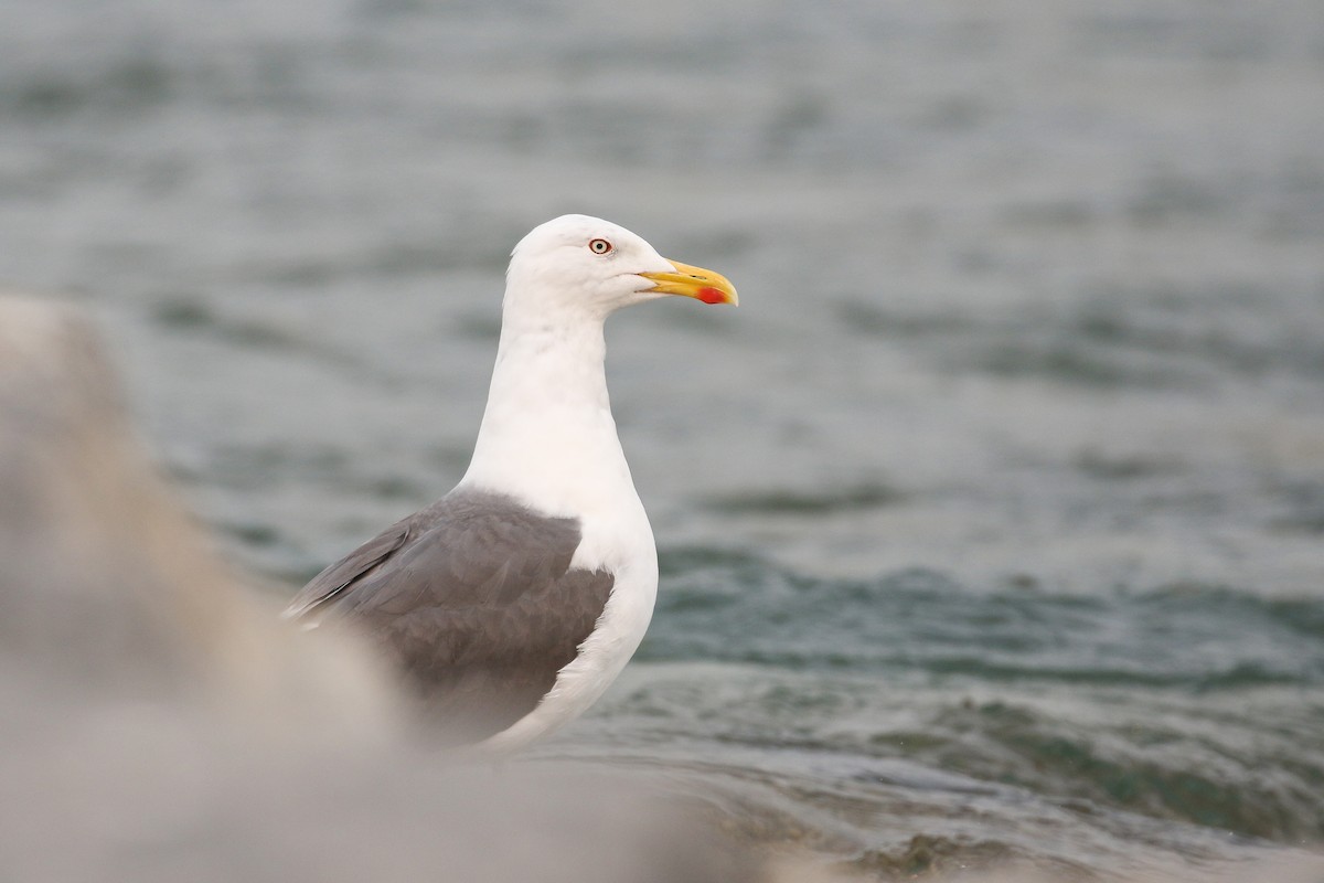 Lesser Black-backed Gull - Ethan Denton