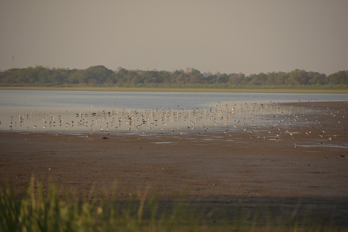 Black-necked Stilt - ML263800671