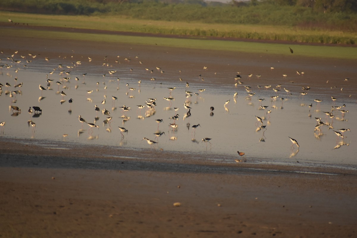 Black-necked Stilt - ML263800721