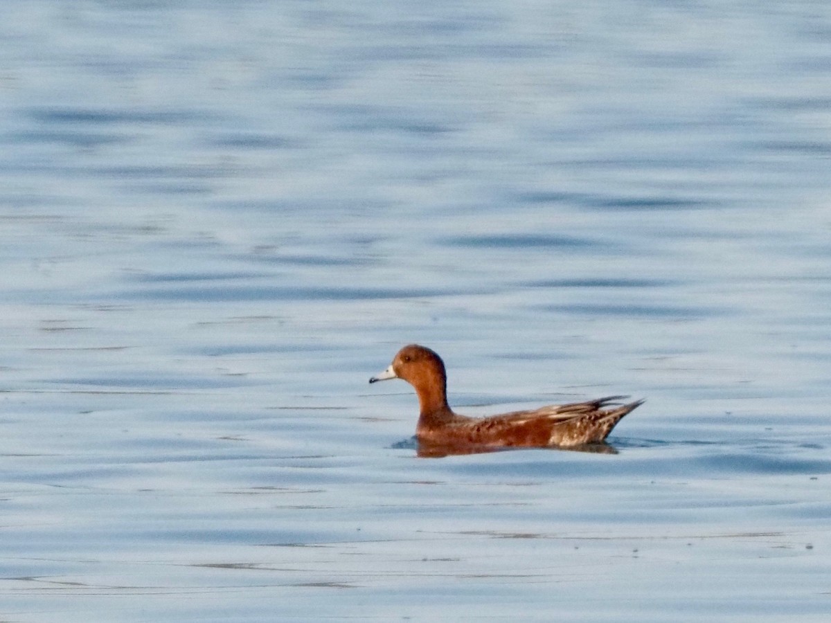 Eurasian Wigeon - ML263802191