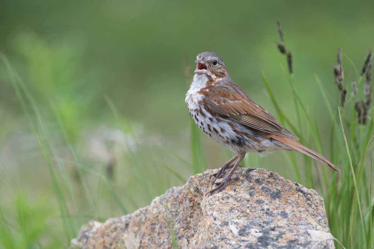 Fox Sparrow (Red) - ML263806341