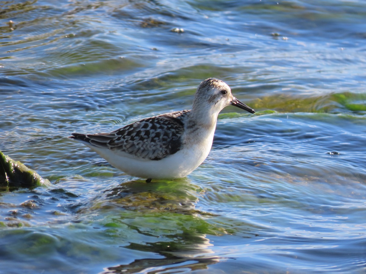 Bécasseau sanderling - ML263806641