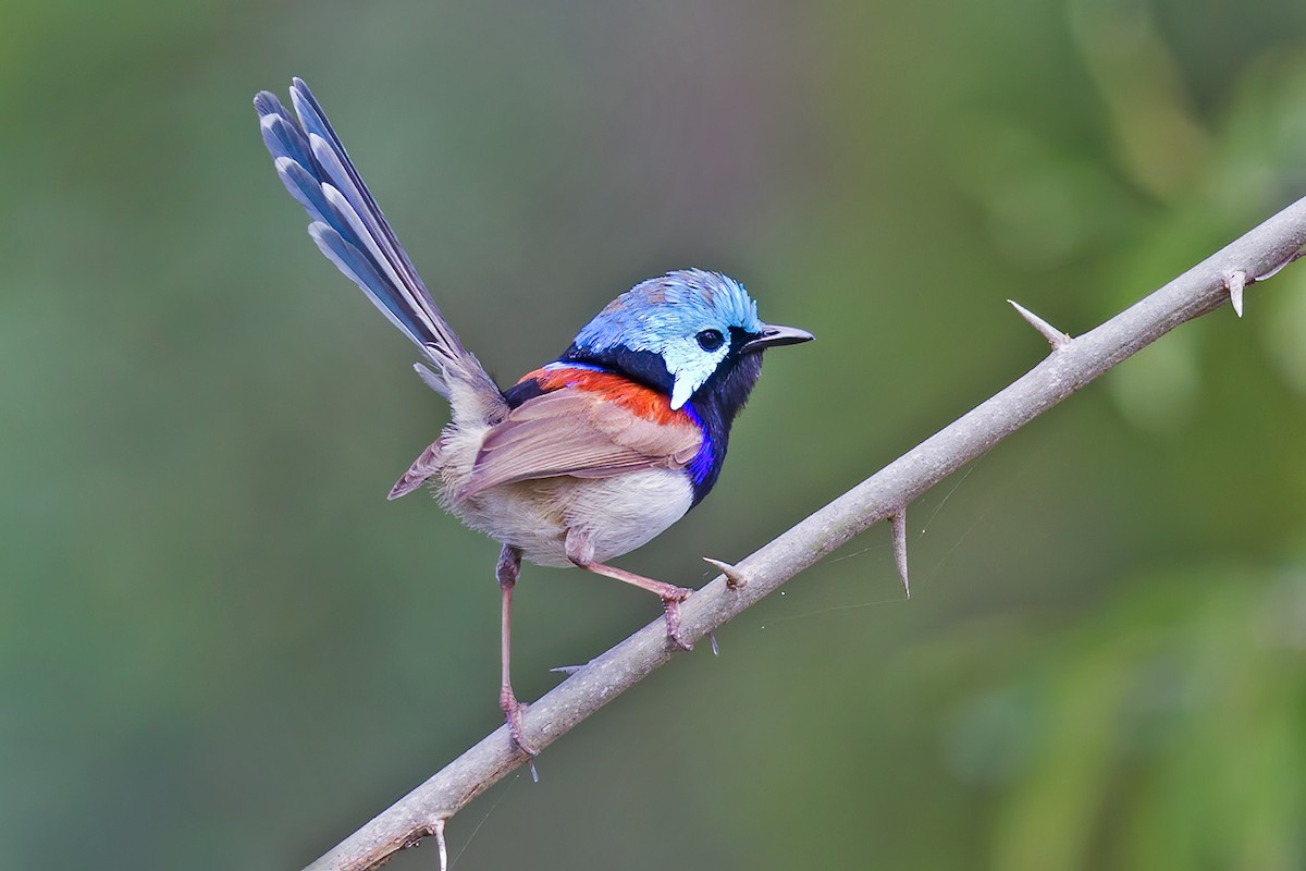 Variegated Fairywren - ML263808851