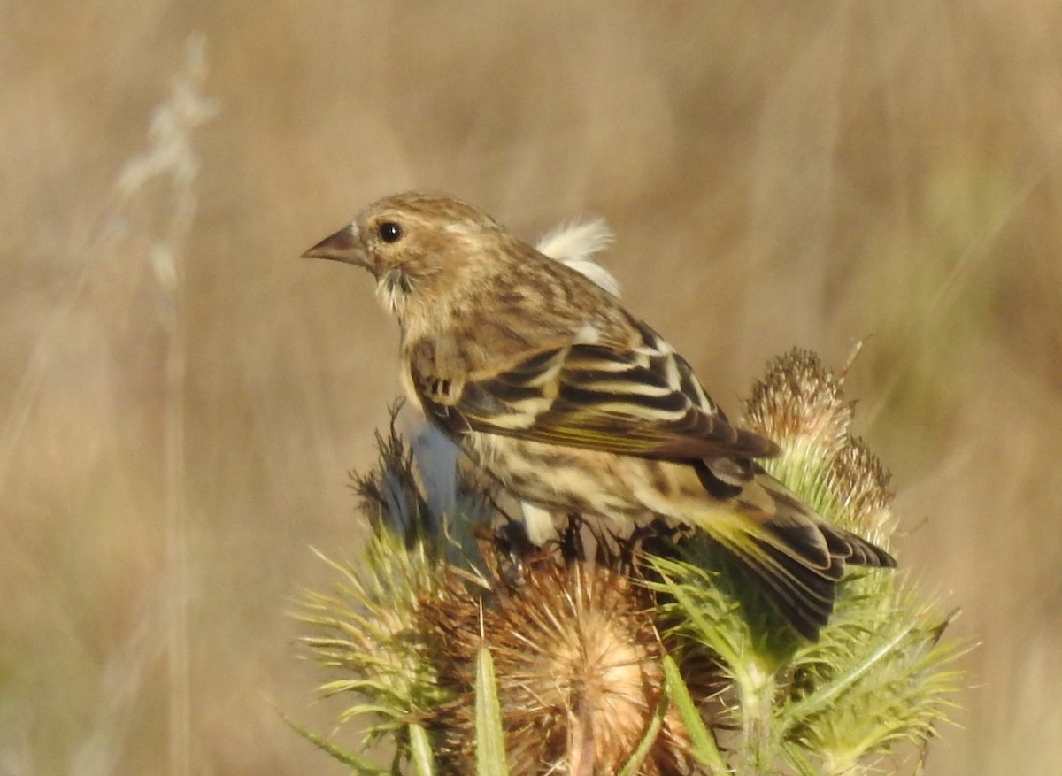 Pine Siskin - Naomi Goodman