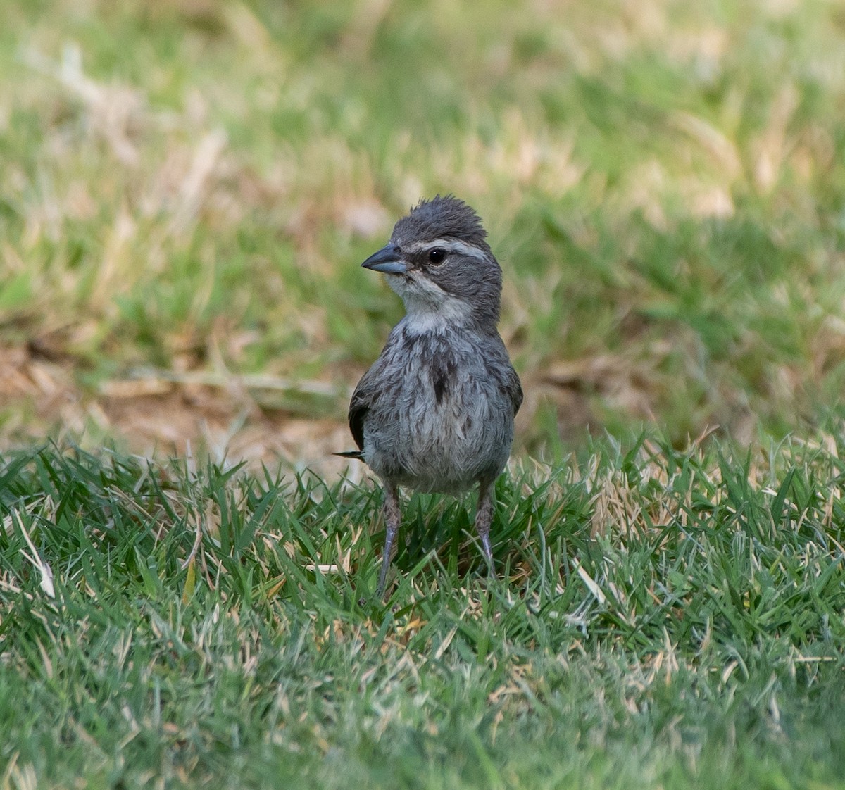 Black-throated Sparrow - ML263810661