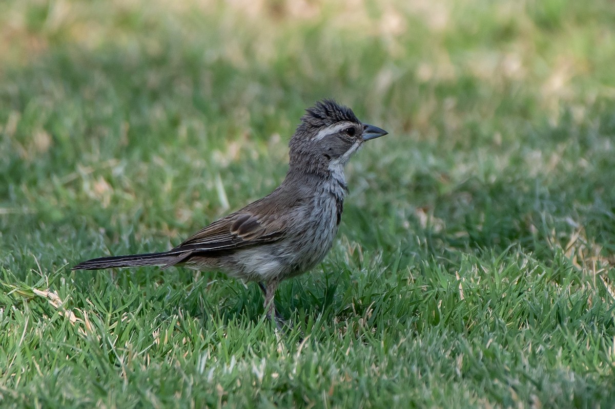 Black-throated Sparrow - ML263810771