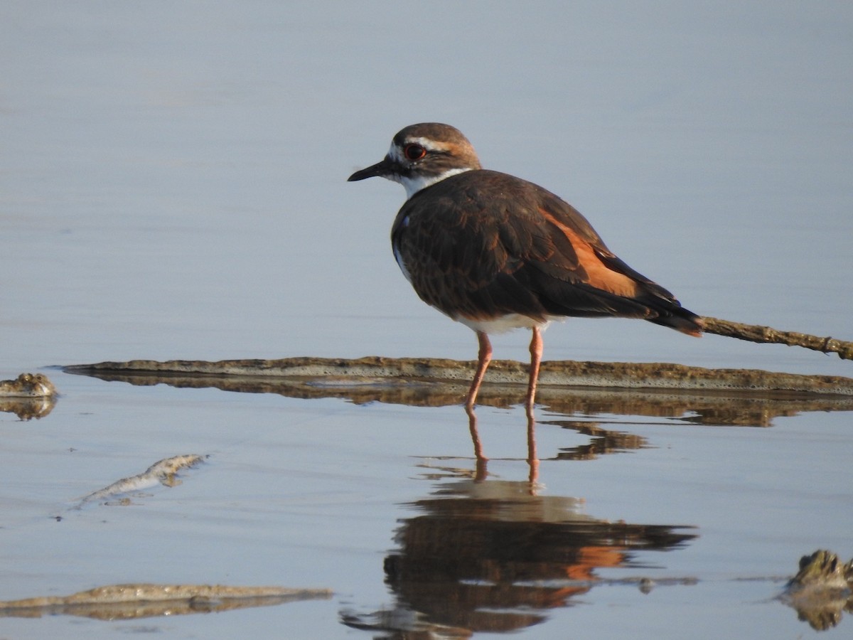 Killdeer - ML263812591