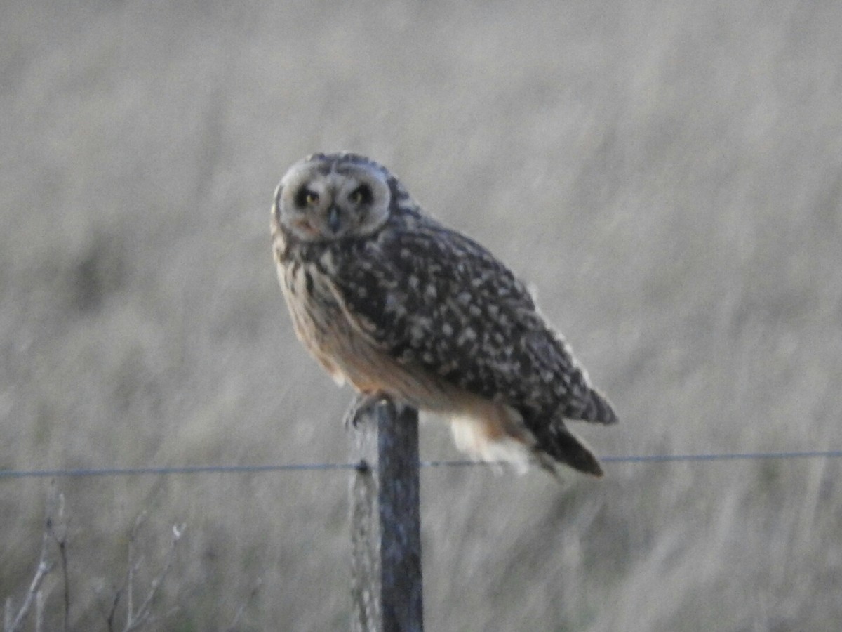 Short-eared Owl - ML263812661