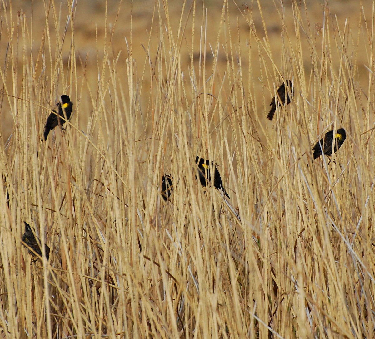 Yellow-winged Blackbird - Marcos Baltuska