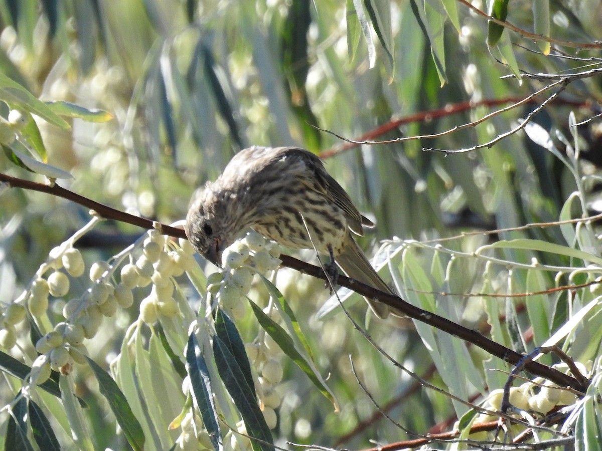 House Finch - ML263813481