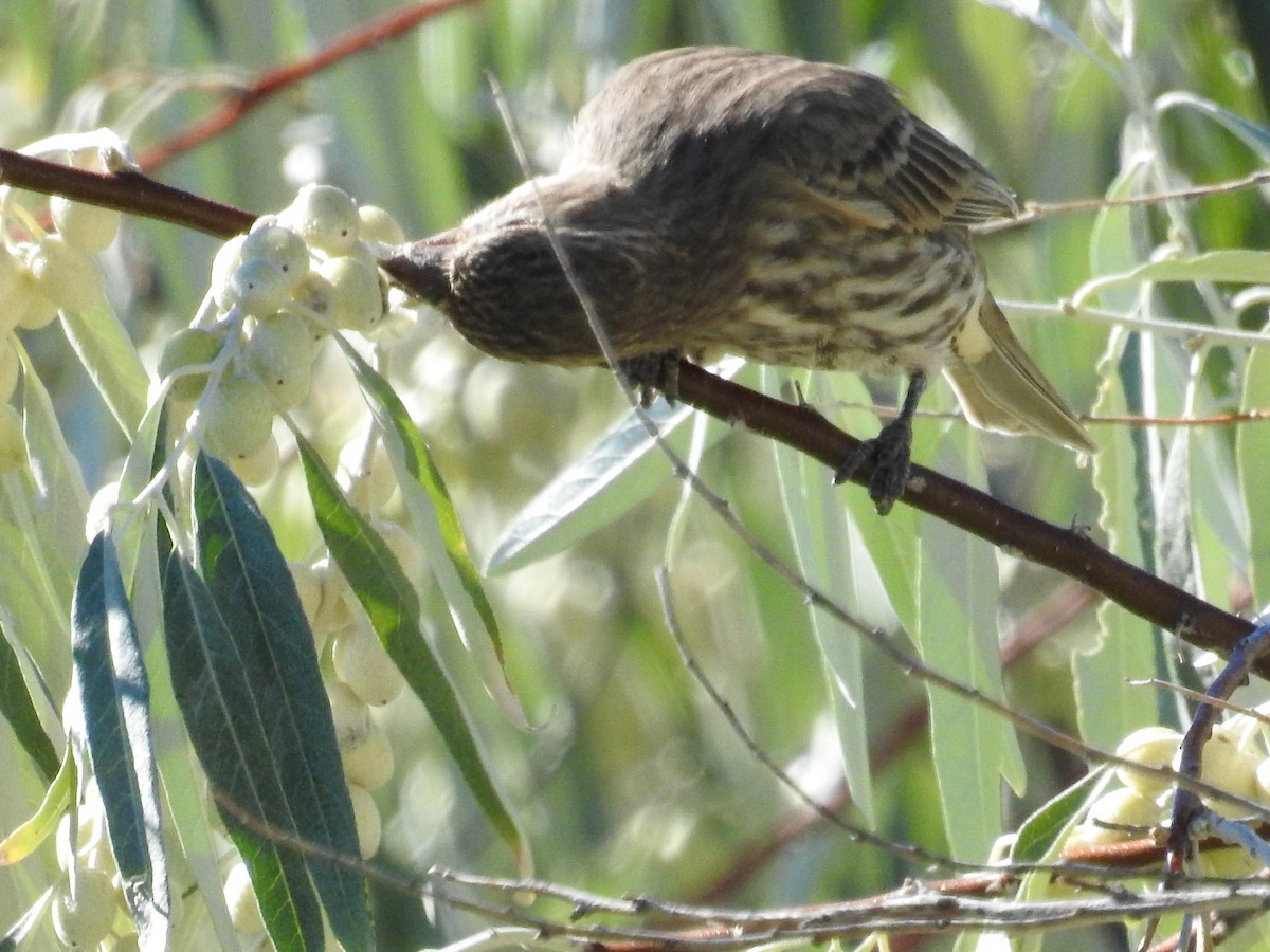 House Finch - Tina Toth