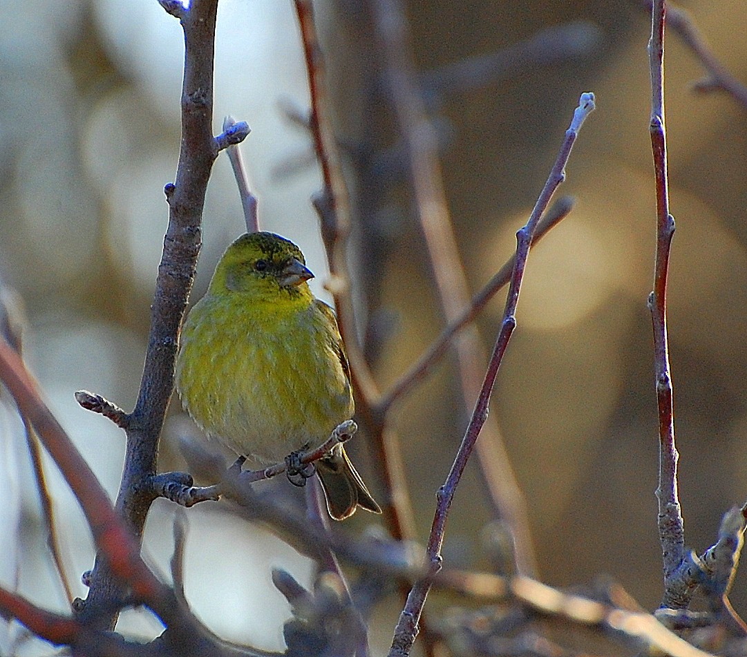 Black-chinned Siskin - ML263813701