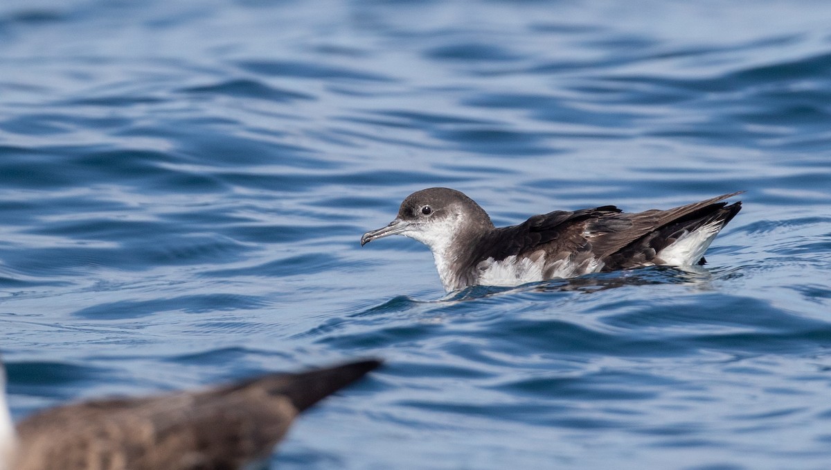 Manx Shearwater - Ian Davies