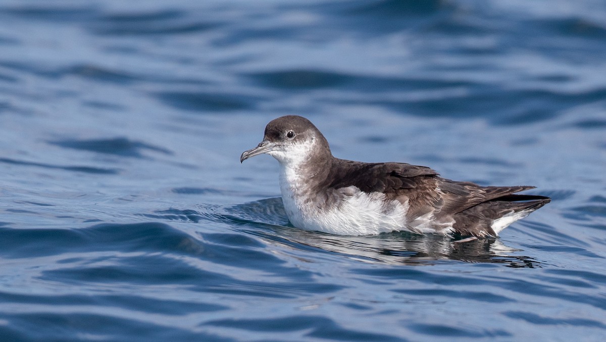 Manx Shearwater - ML263817081