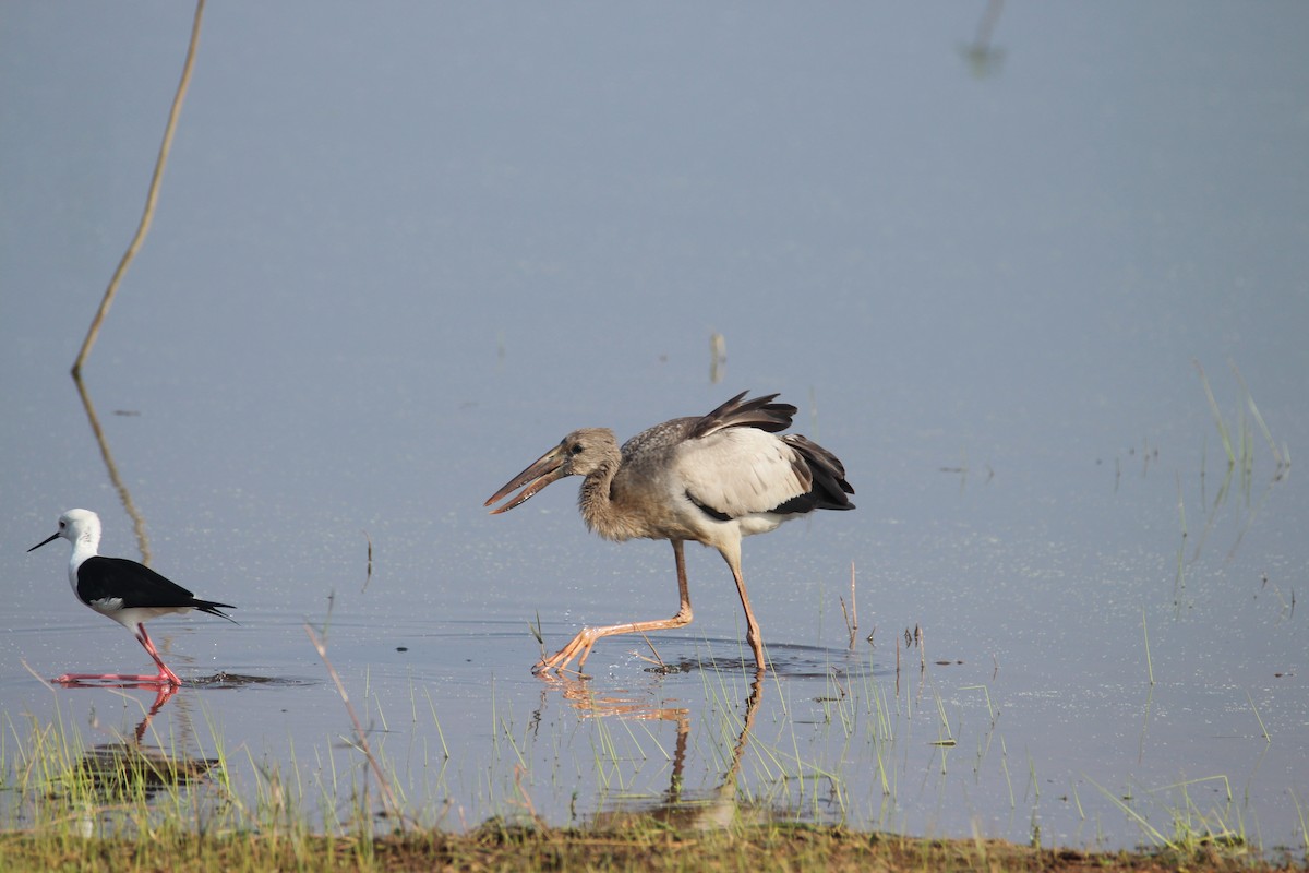 Asian Openbill - ML263817251