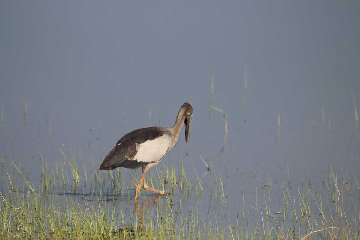 Asian Openbill - Praveen  Kumar