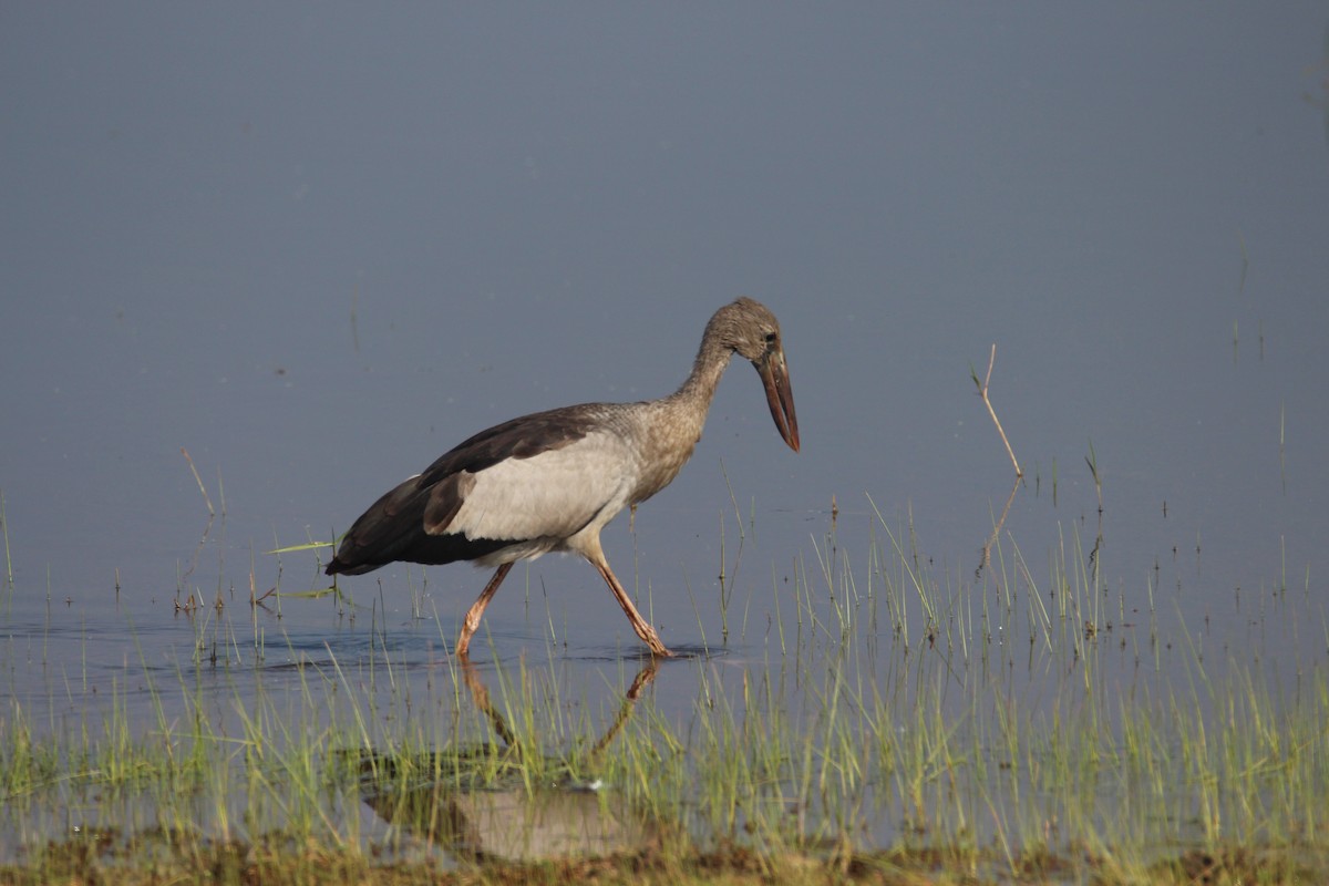 Asian Openbill - ML263817671