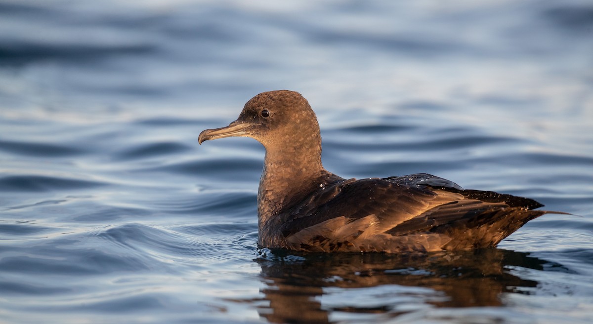 Sooty Shearwater - ML263817691