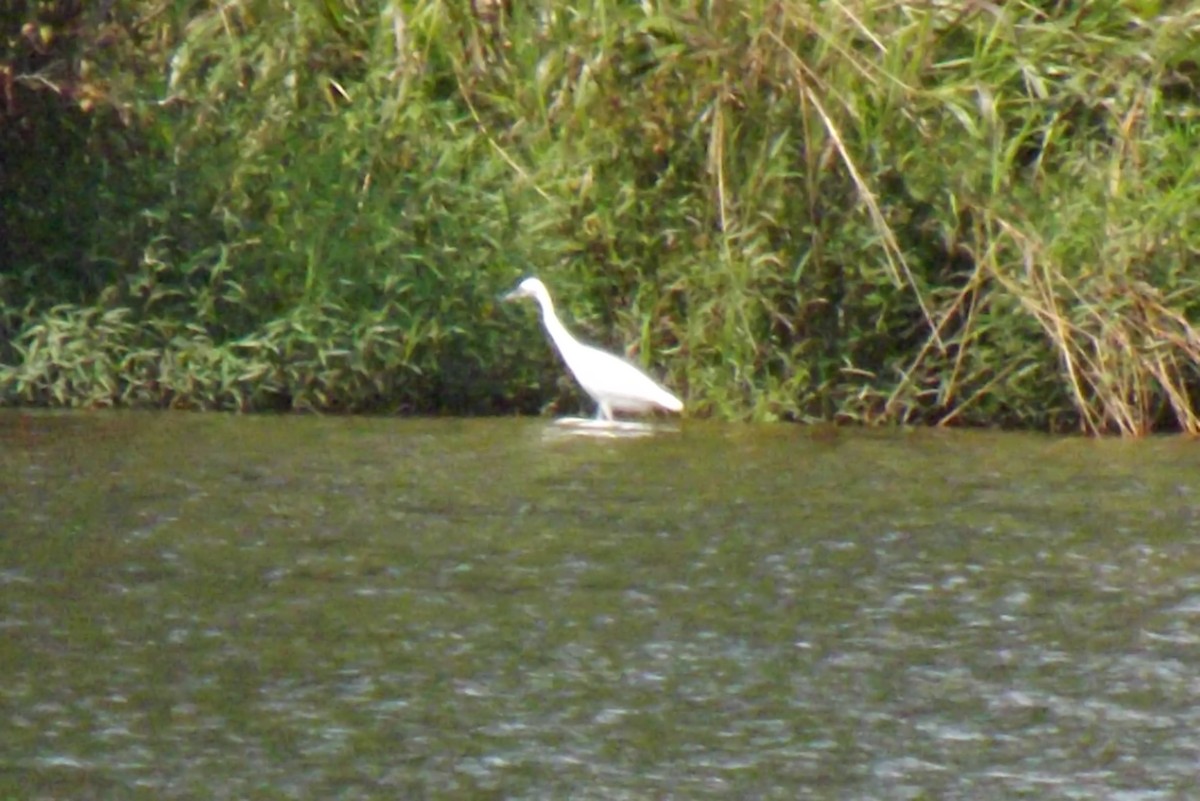 Little Blue Heron - ML263817761