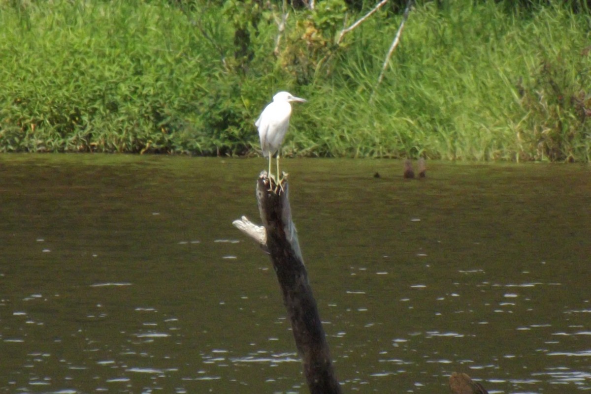 Little Blue Heron - ML263817771