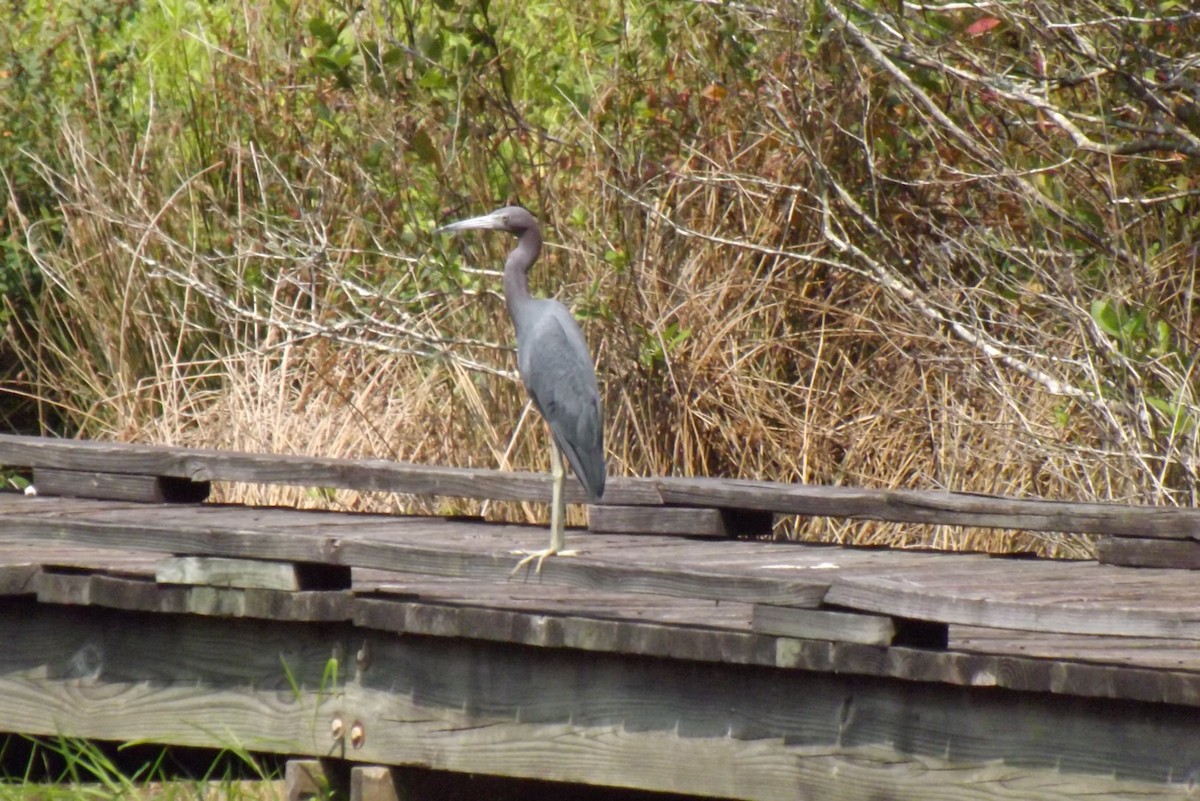 Little Blue Heron - ML263817791