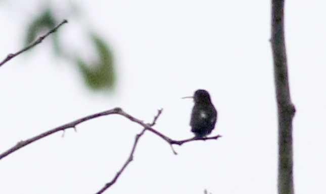 kolibřík tropický - ML26381861