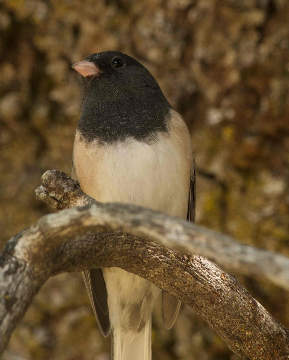 Dark-eyed Junco - ML263818981