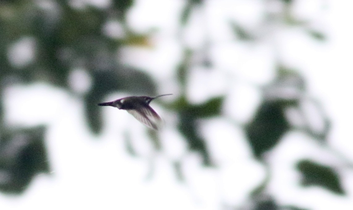kolibřík tropický - ML26381921