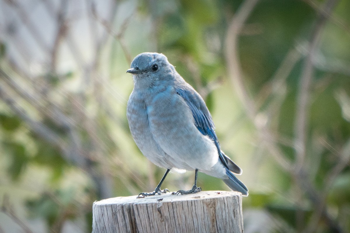 Mountain Bluebird - ML263819901