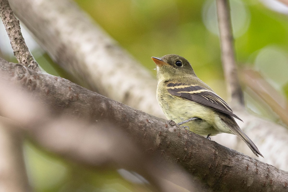 Yellow-bellied Flycatcher - Doug Gochfeld